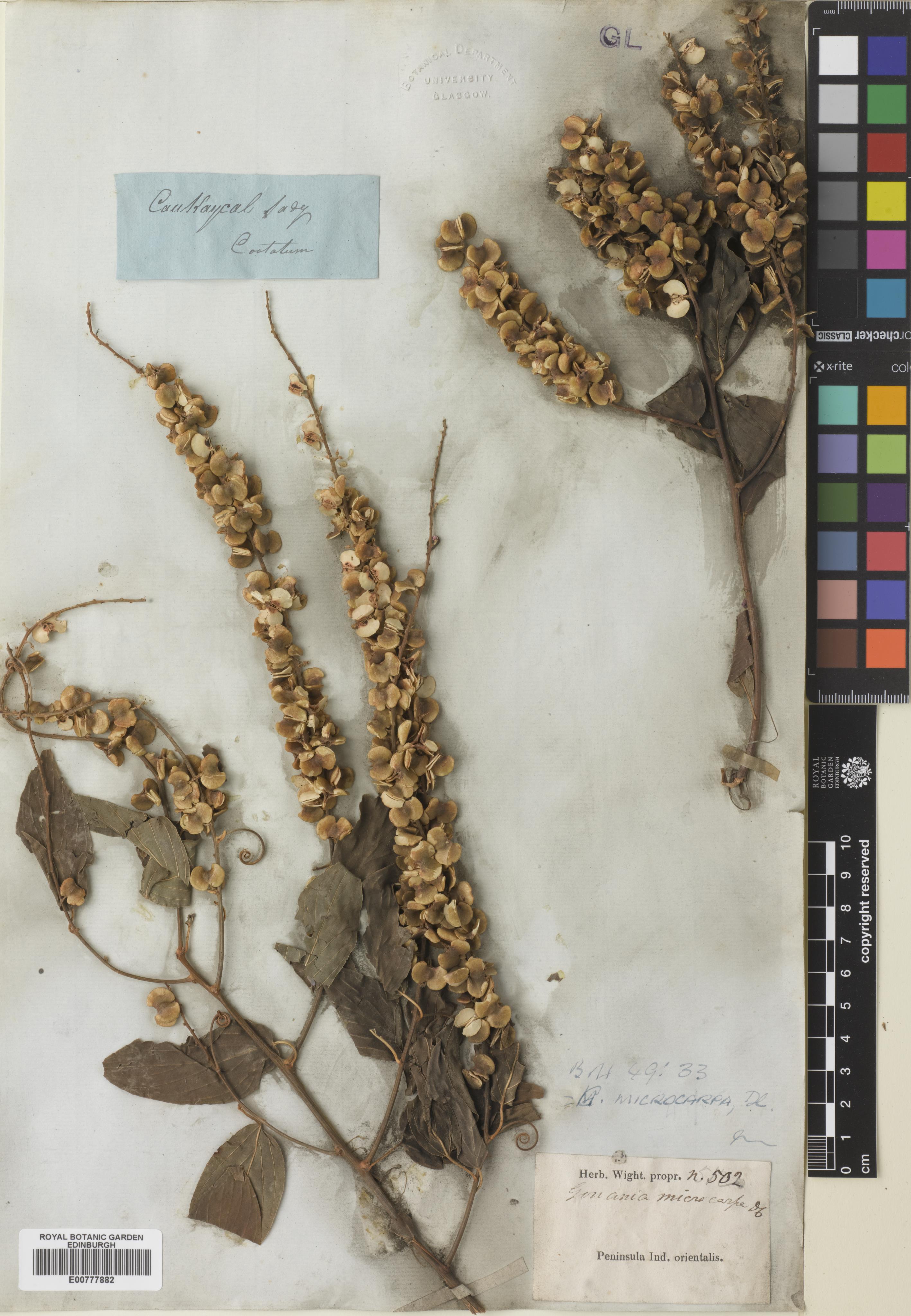 Gouania scandens (Gaertn.) R.B.Drumm.