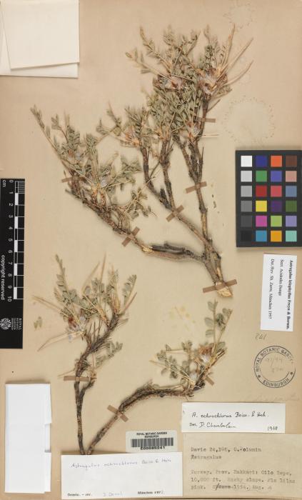 Astragalus leiophyllus var. nigropedunculatus image