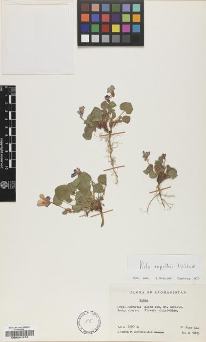 Viola rupestris image