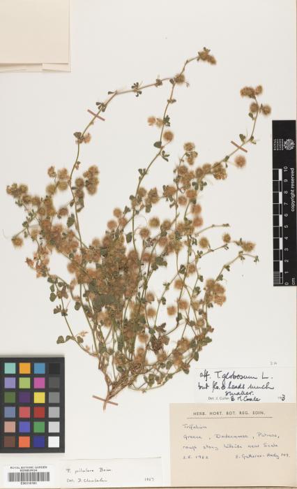 Trifolium pilulare image