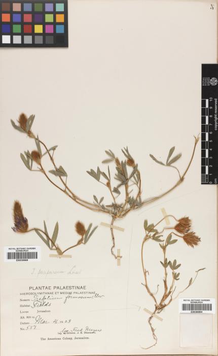 Trifolium purpureum image