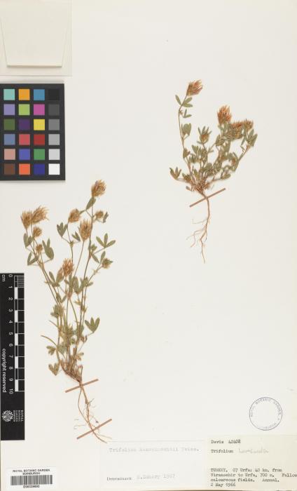 Trifolium haussknechtii image