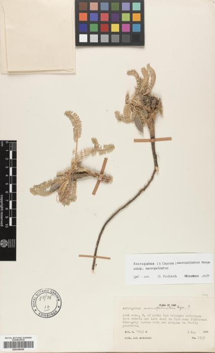 Astragalus macropelmatus image