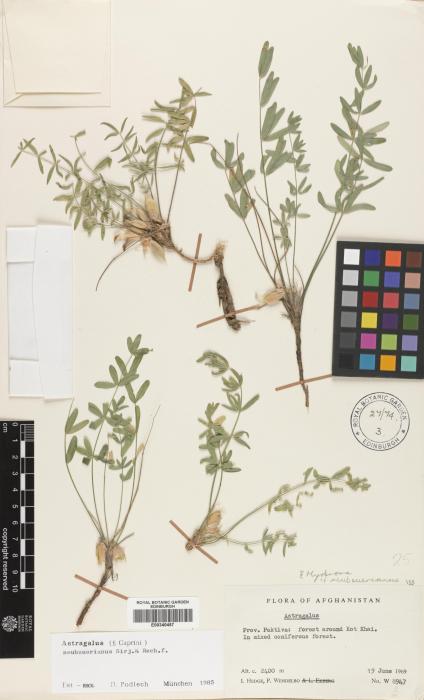 Astragalus neubauerianus image