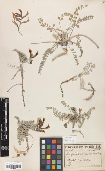 Astragalus ancistrocarpus image