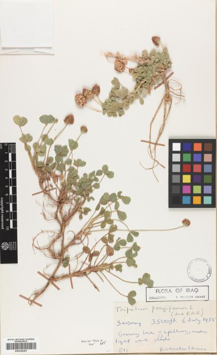 Trifolium image
