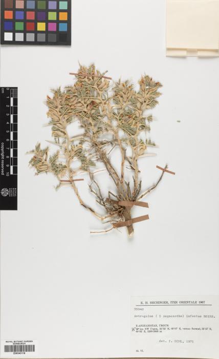 Astragalus infestus image