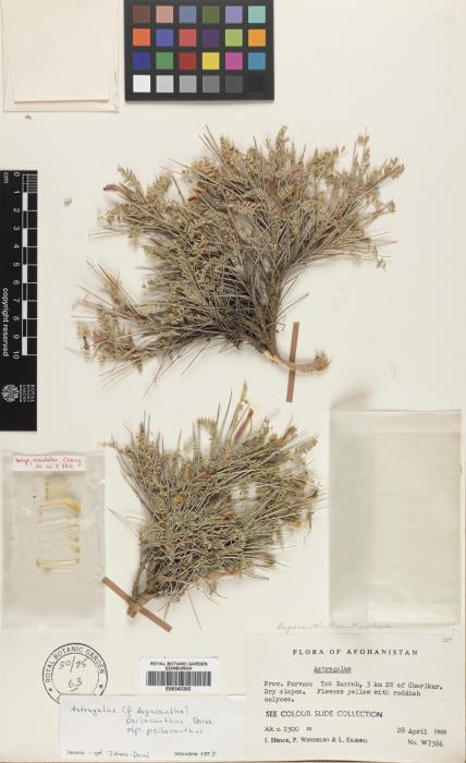 Astragalus psilacanthus image
