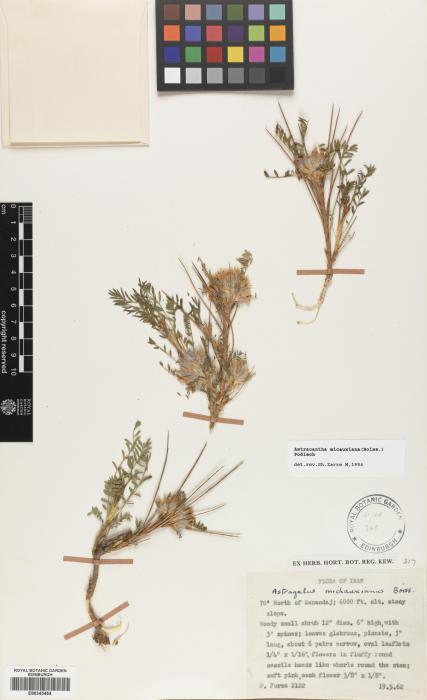 Astragalus michauxianus image