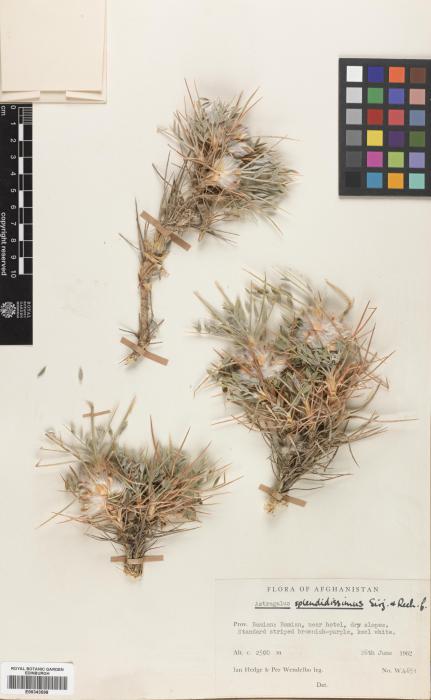 Astragalus ptilocephalus image