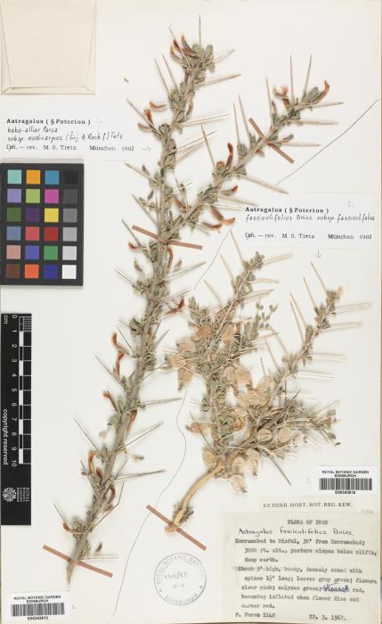 Astragalus fasciculifolius image
