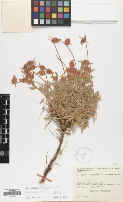 Astragalus tortuosus image