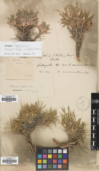 Astragalus diopogon image