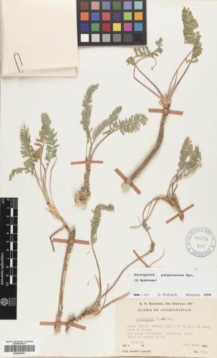 Astragalus onobrychis image