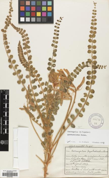 Astragalus pyrrhotrichus image