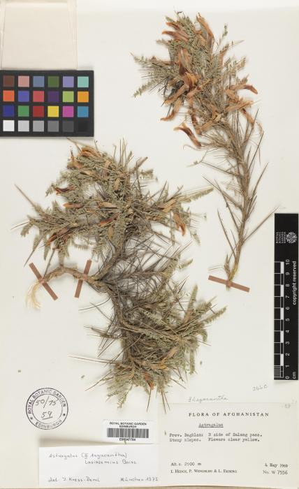 Astragalus lasiosemius image