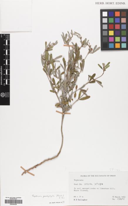 Tephrosia pentaphylla image
