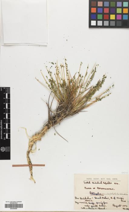 Astragalus minuto-foliolatus image