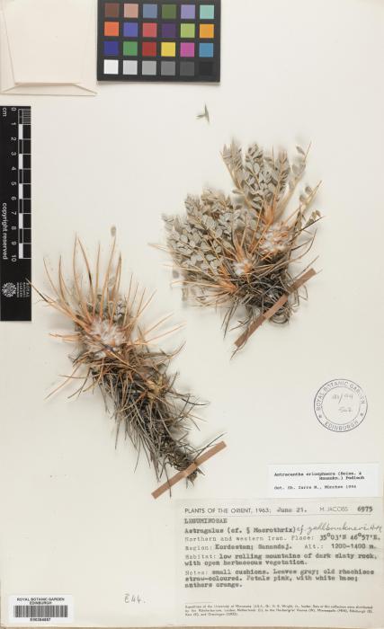 Astragalus eriosphaerus image