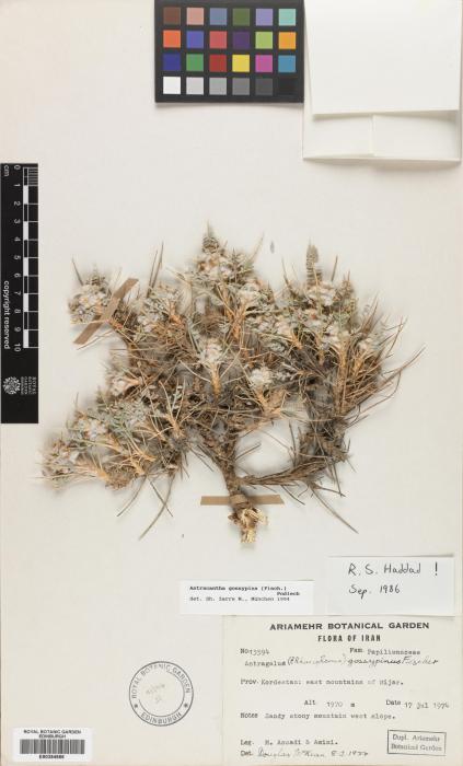 Astragalus gossypinus image