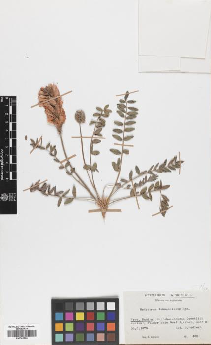 Hedysarum lehmannianum image