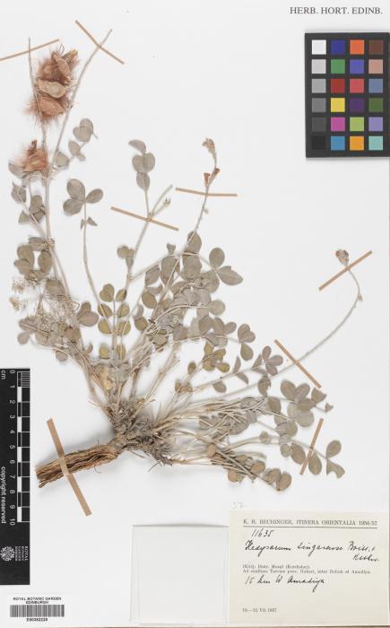 Hedysarum pannosum image