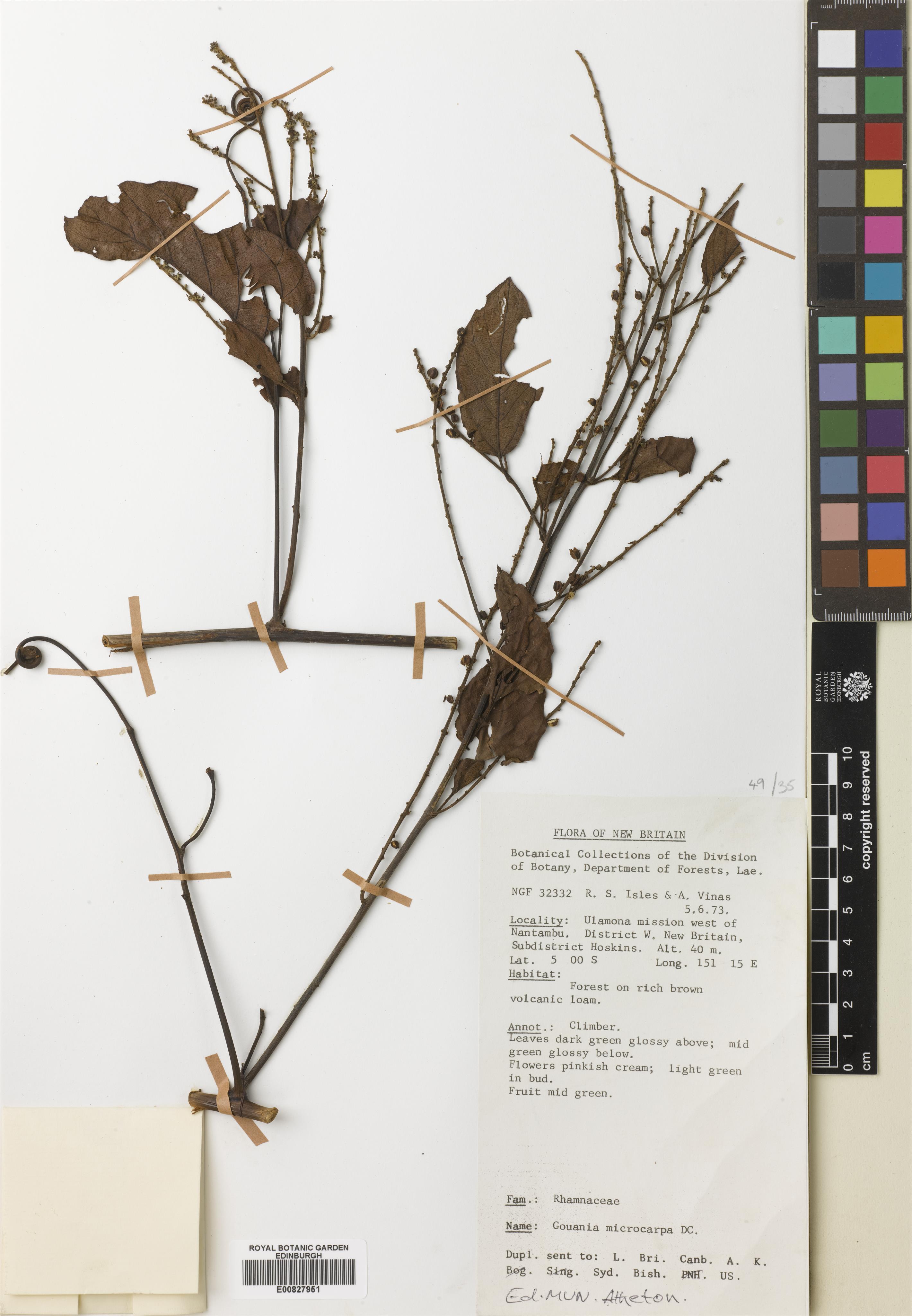 Gouania scandens (Gaertn.) R.B.Drumm.