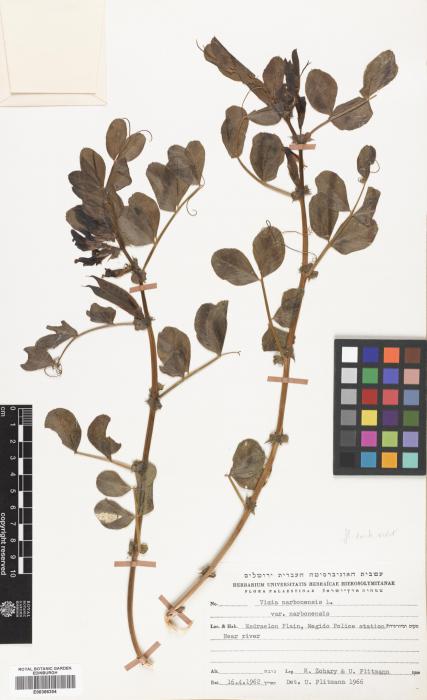 Vicia narbonensis var. narbonensis image