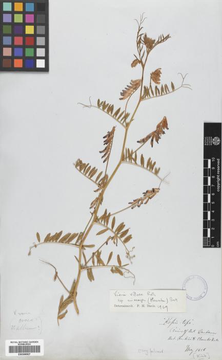 Vicia villosa subsp. eriocarpa image
