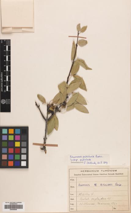 Rhamnus petiolaris image