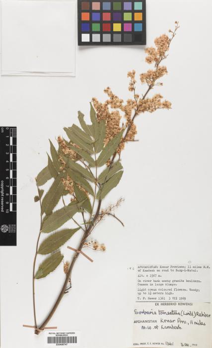 Sorbaria aitchisonii image
