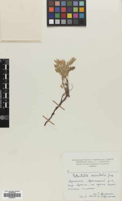 Sibbaldianthe orientalis image