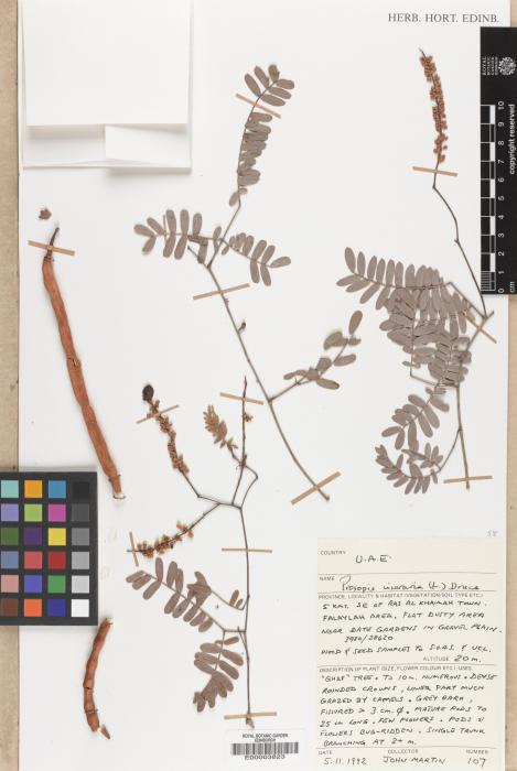 Prosopis cineraria image