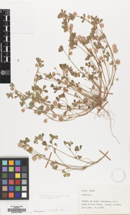 Trifolium tomentosum image
