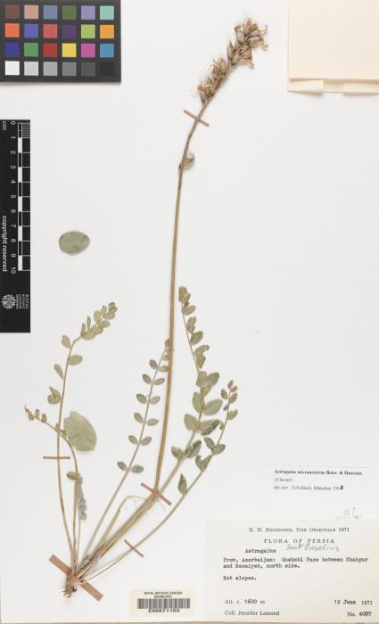 Astragalus micrancistrus image