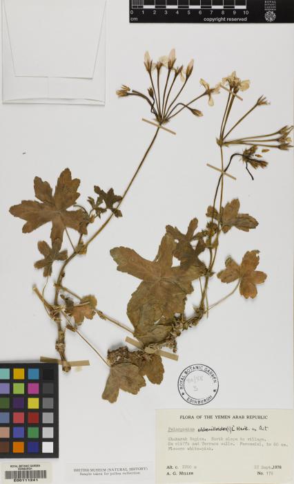 Pelargonium multibracteatum image