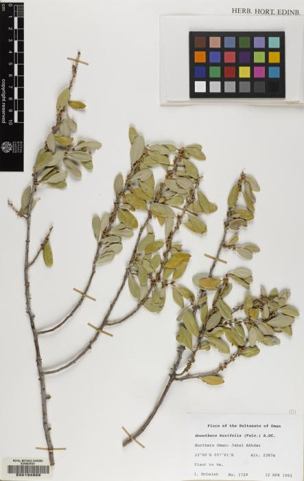 Monotheca buxifolia image