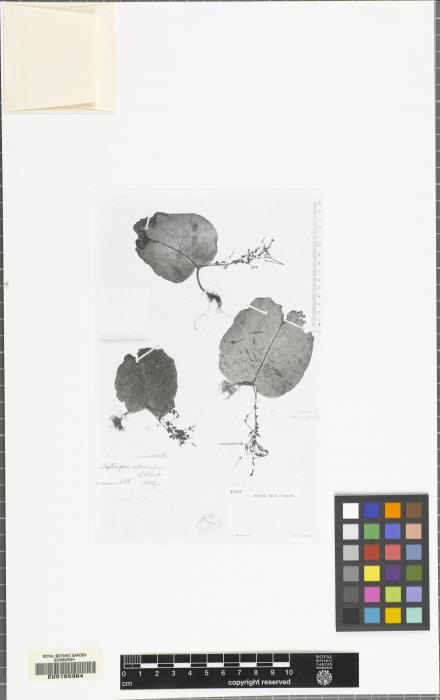 Streptocarpus suborbicularis image