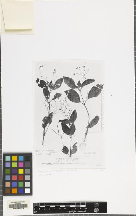 Streptocarpus integrifolius image