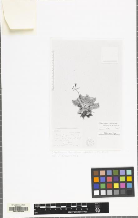 Streptocarpus revivescens image