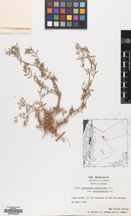 Astragalus tribuloides var. el-arishensis image