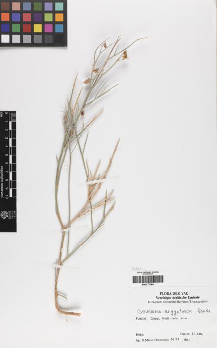 Crotalaria aegyptiaca image
