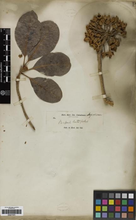 Madhuca longifolia image