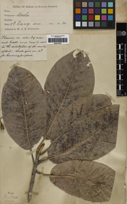 Madhuca longifolia image