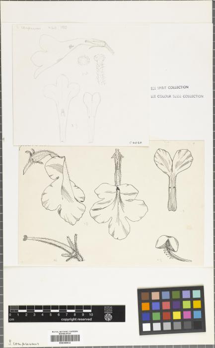 Streptocarpus compressus image