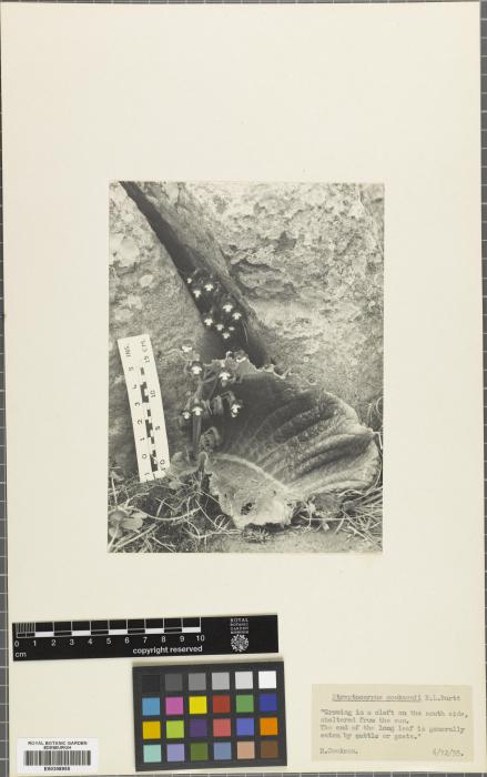 Streptocarpus cooksonii image