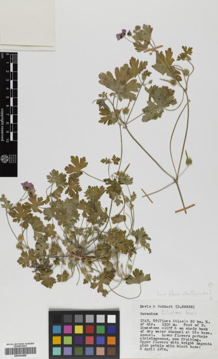 Geranium trilophum image