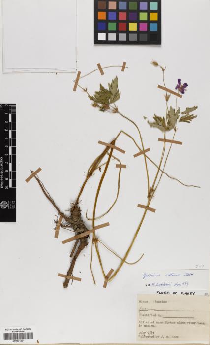 Geranium pamiricum image
