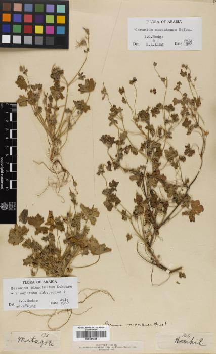 Geranium biuncinatum image