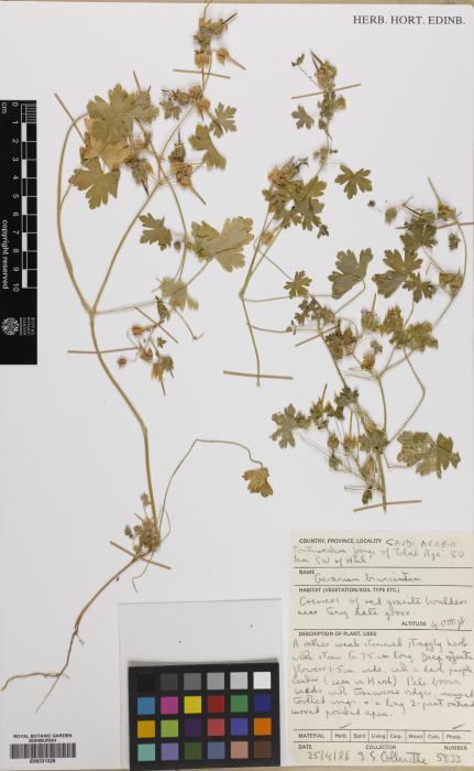 Geranium biuncinatum image